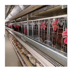 H Type Automatic Layer Poultry Farming Equipment Battery Chicken Egg Layer Cage System